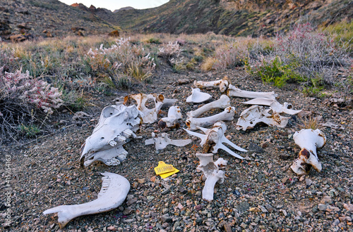 Obraz na plátně Horse remains after attack by wolves; the problem of wolves attacking domestic a