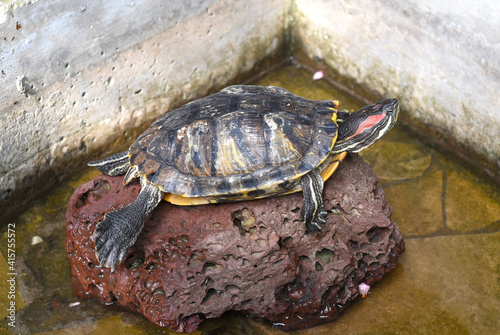 Red-eared slider turtle female on a stone. side view