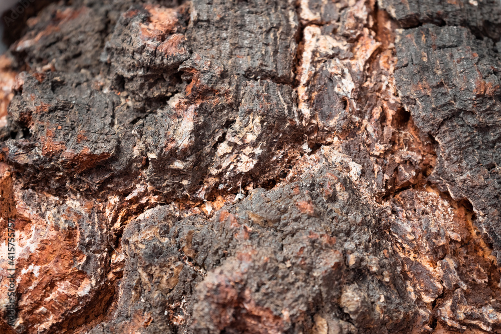 The texture of natural birch. Background close-up The texture of natural birch. Background close-up