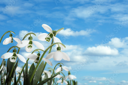 Beautiful tender spring snowdrops outdoors against blue sky, space for text