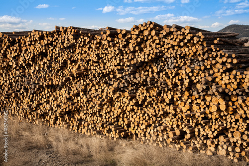 huge stack of raw logs at an industrial logging operation