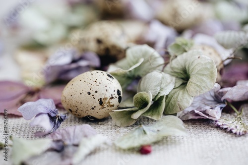 quail eggs among dried flowers and leaves. close-up