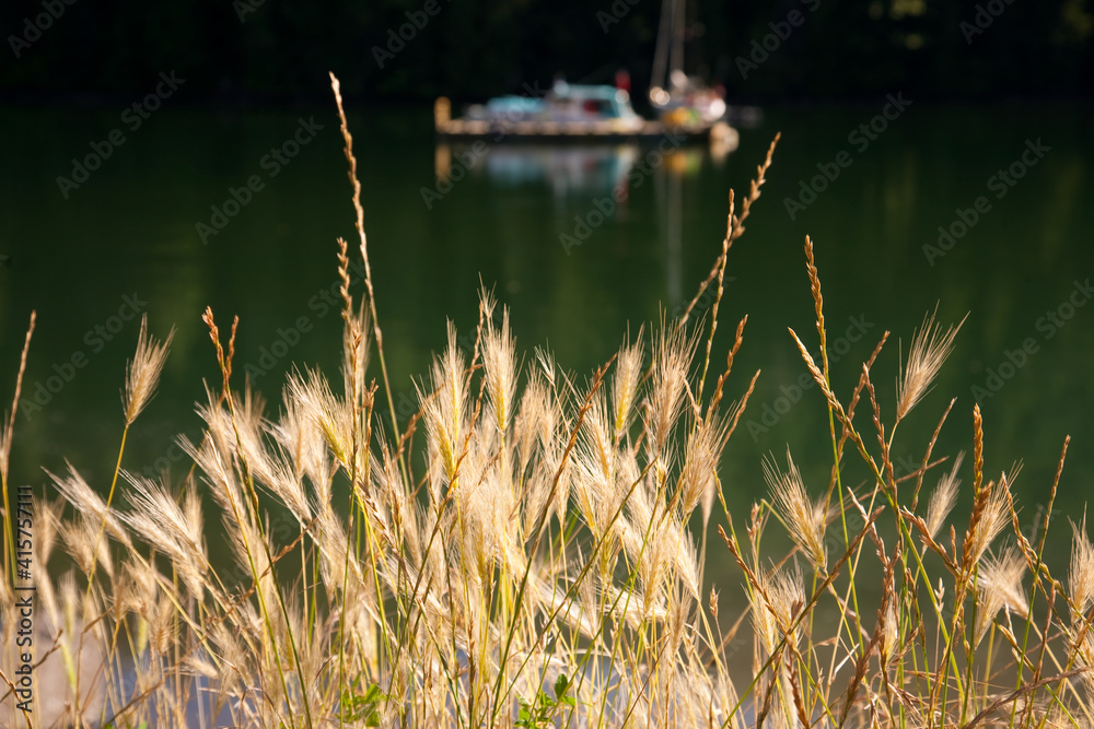 boat moored in a secluded inlet, Victoria, BC boat moored in a secluded inlet, Victoria, BC