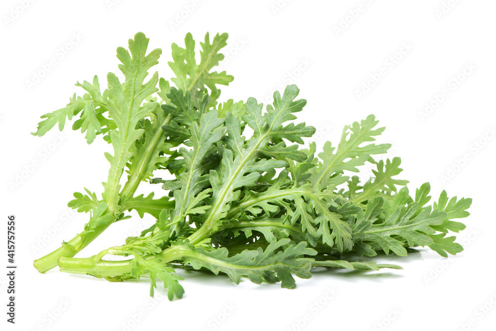 Escarole Endive on a white background Escarole Endive on a white background