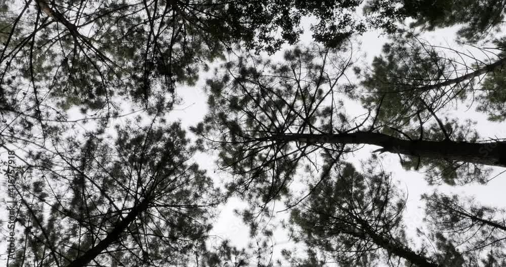 forest with treetops bottom view forest with treetops bottom view