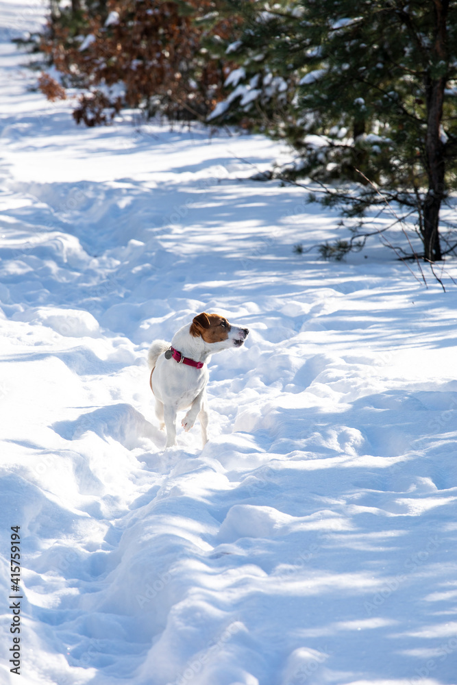 jack russell terrier found the trail of the beast in the snowy forest,
