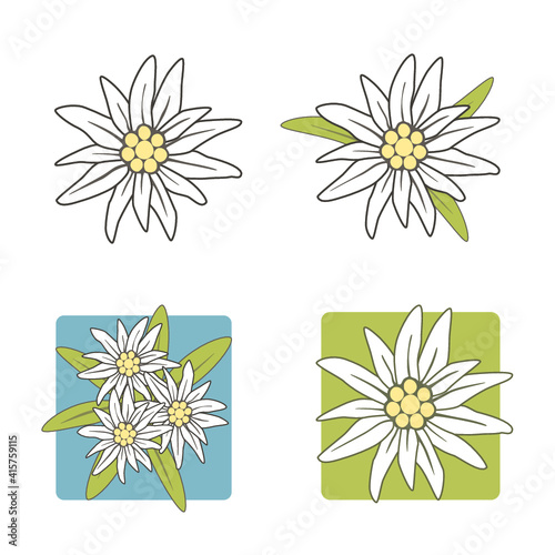 Edelweiss-Set, Vektor-Illustrationen mit und ohne Hintergrund, mit und ohne Blätter, grün, türkis, weiss