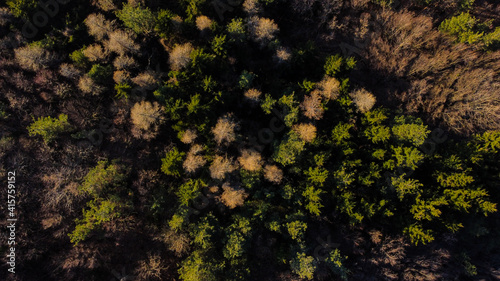 Aerial drone view of view of forest from above trees in winter on sunny day. Landscape of forest with no leaves on trees. Woodland. Coniferous and deciduous trees.