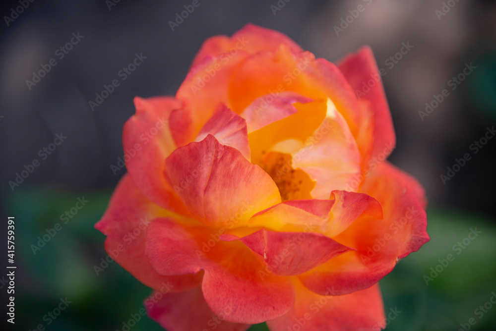 A large red-orange rose on the background of a green garden. Selective focus. The concept of flowers A large red-orange rose on the background of a green garden. Selective focus. The concept of flowers