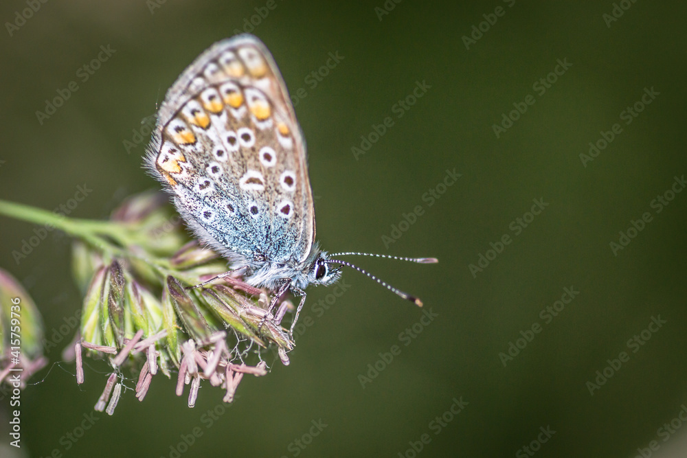 Butterfly profile - Common blue, on a stalk of grass, in its natural environment Butterfly profile - Common blue, on a stalk of grass, in its natural environment