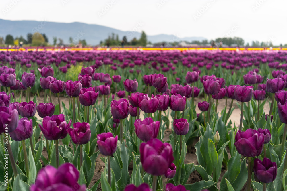 beds of blooming tulips on a farm