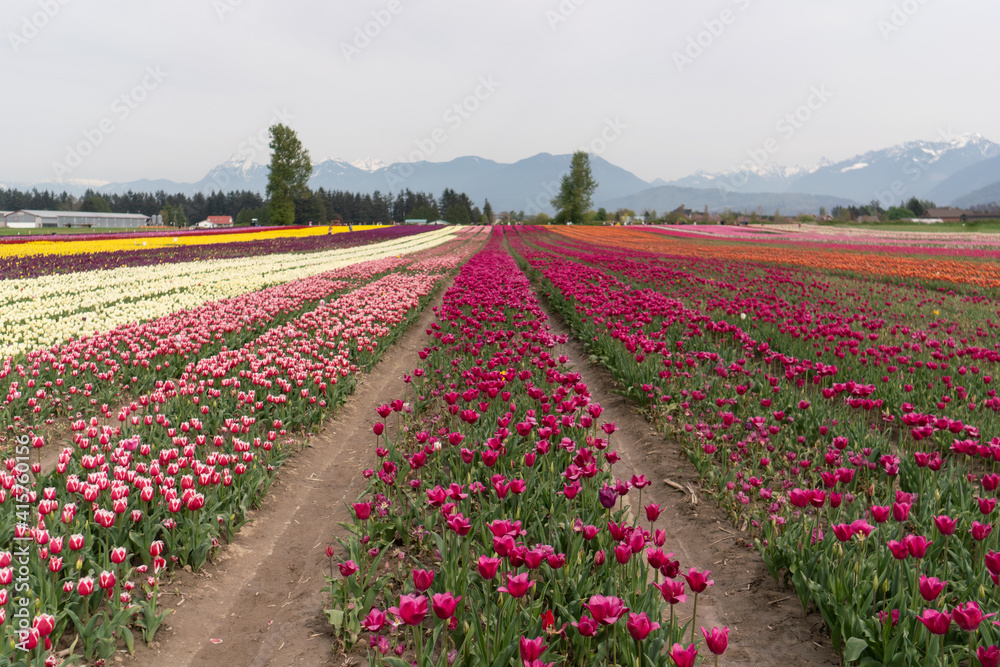 beds of blooming tulips on a farm beds of blooming tulips on a farm