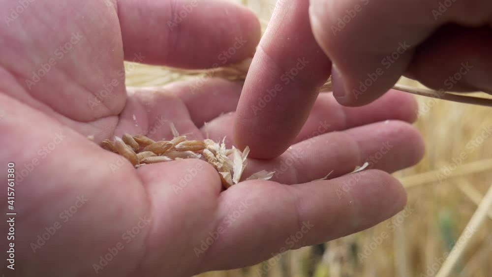 Farmer check wheat grains In hand in field. Harvest time activity landscape. Healthy natural bio food concept Farmer check wheat grains In hand in field. Harvest time activity landscape. Healthy natural bio food concept