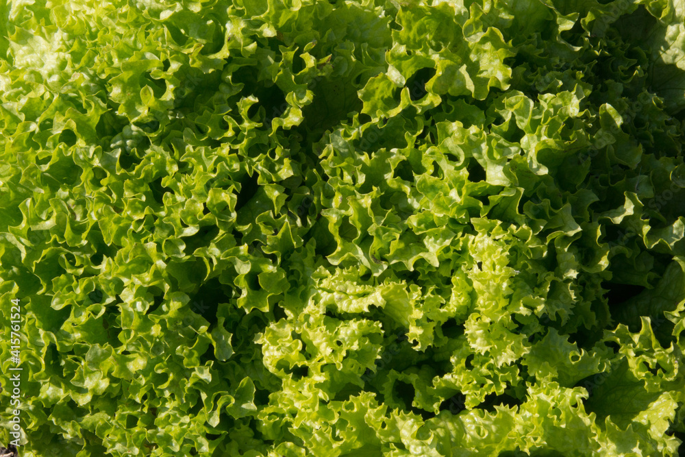 Lettuce - close up Lettuce - close up