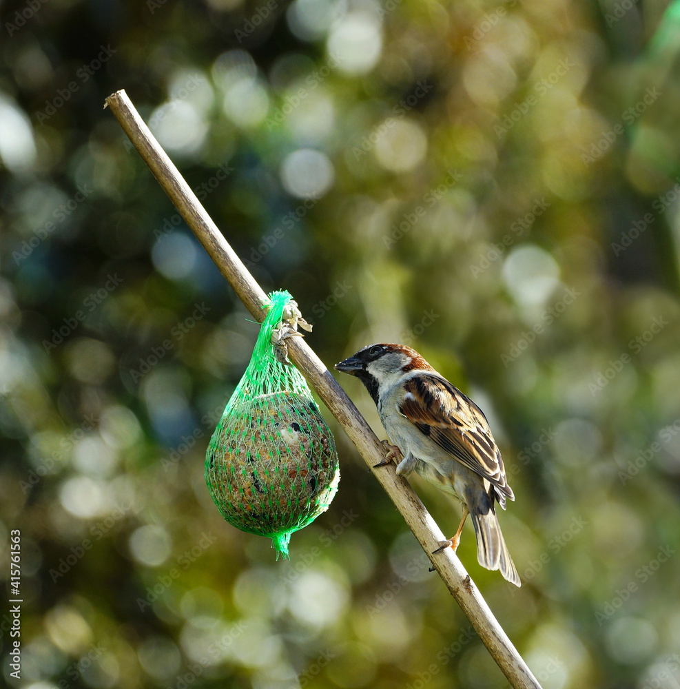 Fototapeta premium Sparrow on the food ball