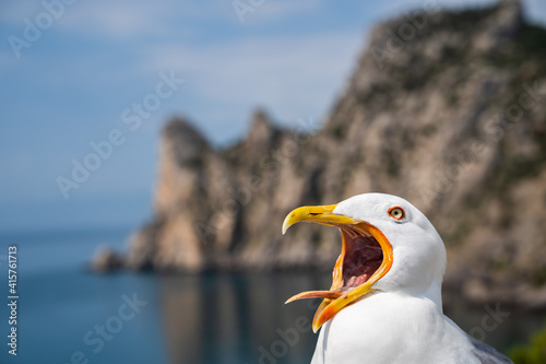 seagull head close up screaming and looking at camera