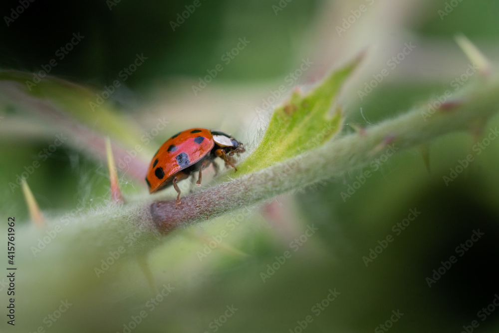 close-up of a lady bug on a thorny branch