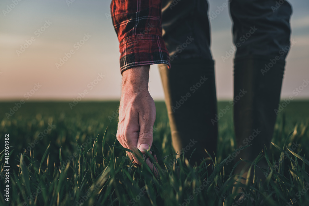Farmer examining wheat plants in wheatgrass field Farmer examining wheat plants in wheatgrass field