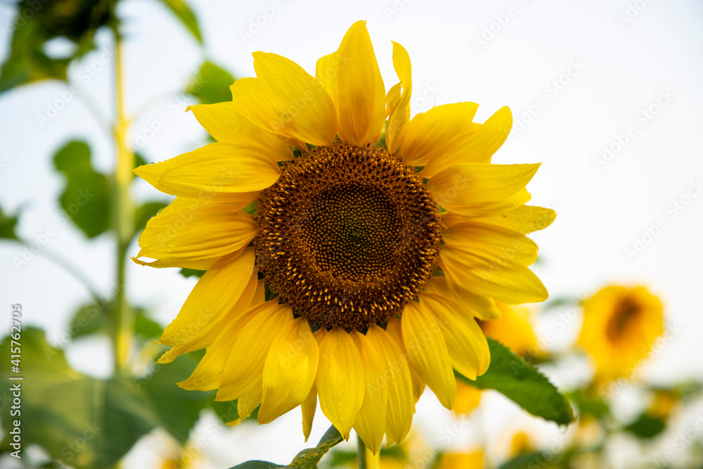 Spring morning Beautiful sunflower view Spring morning Beautiful sunflower view
