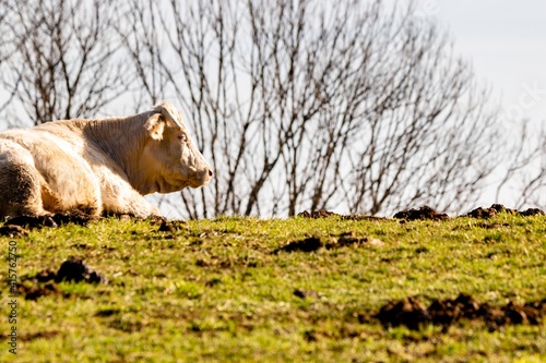 charolais cow in mountain pasture photo