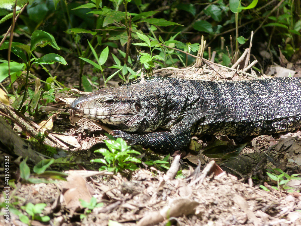Argentine black and white tegu (Salvator merianae), big lizard sunbathing on the grass Argentine black and white tegu (Salvator merianae), big lizard sunbathing on the grass