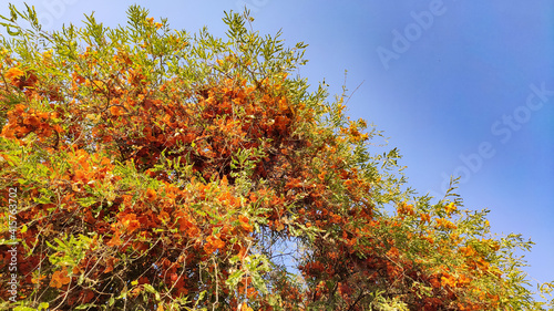 Flowering Tecomella Undulata tree ( Rohida ) with blue sky photo