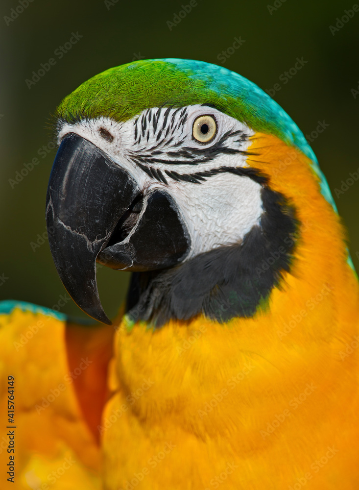 Blue & Gold Macaw with open eyes Blue & Gold Macaw with open eyes