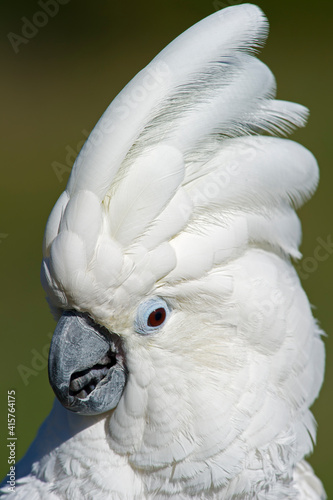 Umbrella Cockatoo