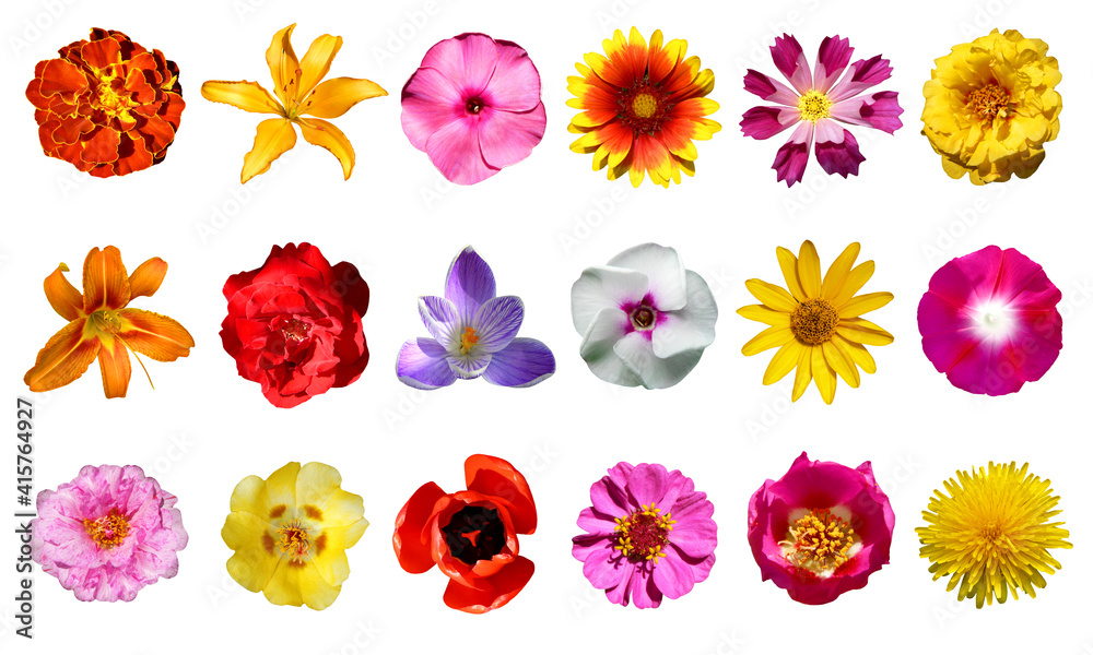 collection of flowers collection of flowers