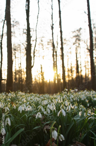 A carpet of snowdrops in the foreground with the sun setting through the trees of the woods in the background