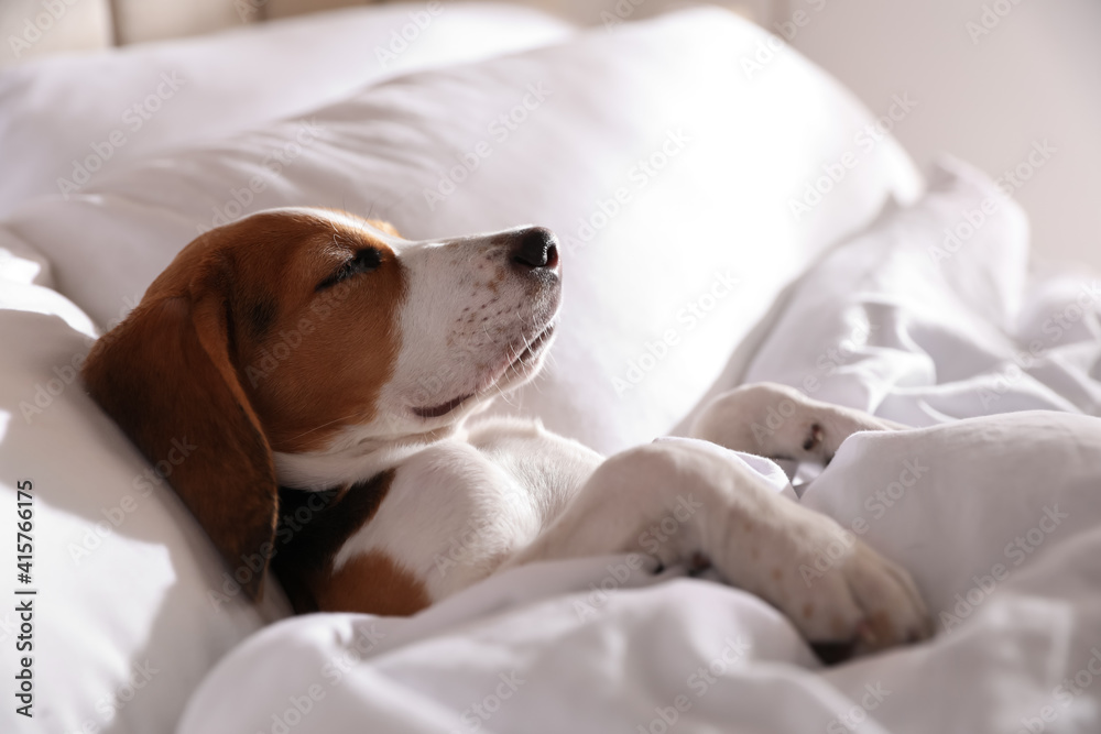 Cute Beagle puppy sleeping in bed. Adorable pet