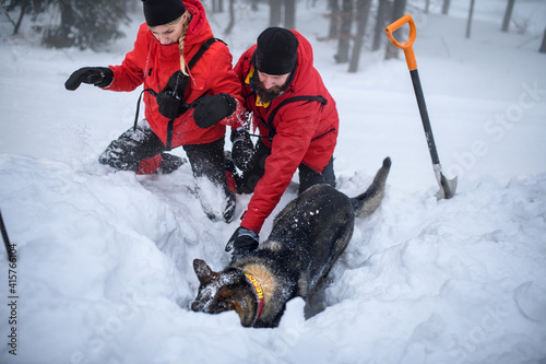 Mountain rescue service with dog on operation outdoors in winter in forest, digging snow.
