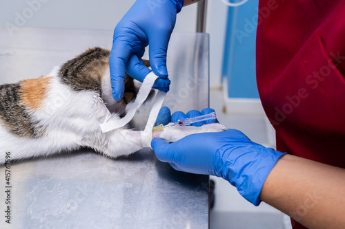 Veterinarian placing an intravenous catheter in a sedated