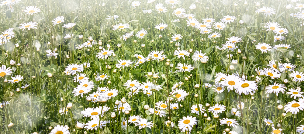 Field of green grass and white daisies in the meadow. A spring or summer nature scene with blooming white daisies in the glare of the sun. Field of green grass and white daisies in the meadow. A spring or summer nature scene with blooming white daisies in the glare of the sun.