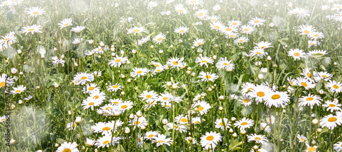 Field of green grass and white daisies in the meadow. A spring or summer nature scene with blooming white daisies in the glare of the sun.