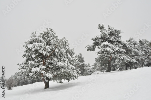 Landscape of snowy trees during winter