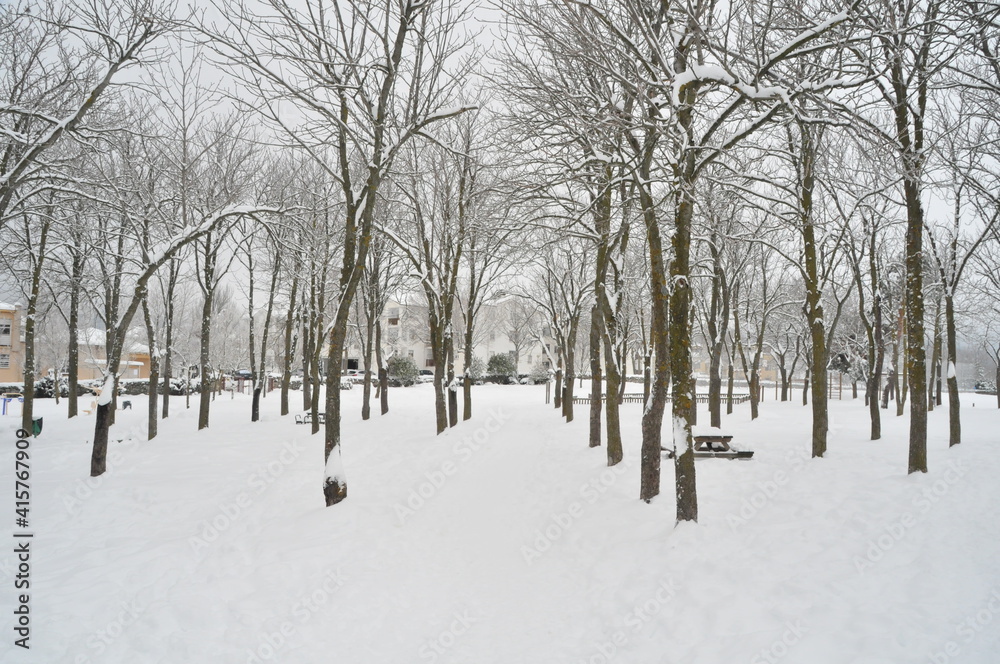 Landscape of snowy trees during winter
