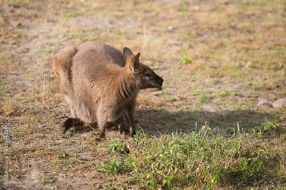 Australian kangaroo eating grass in the meadow. Australian kangaroo eating grass in the meadow.
