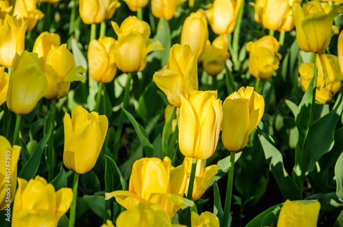 Yellow flowers of tulips close up nature background