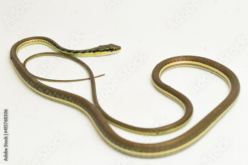 Painted bronzeback snake (Dendrelaphis pictus) isolated on white background
 photo