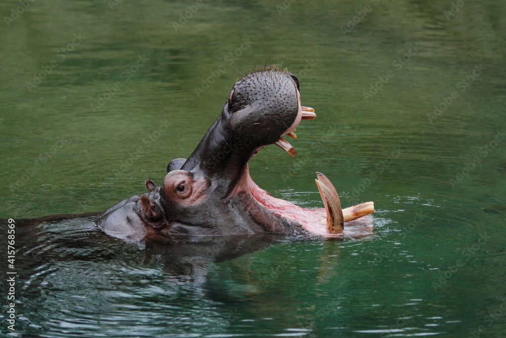 Fototapeta premium Hippo swimming in the water