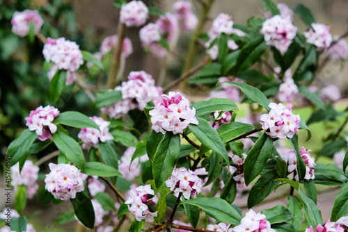 Daphne bholua, the Nepalese paper plant, in flower