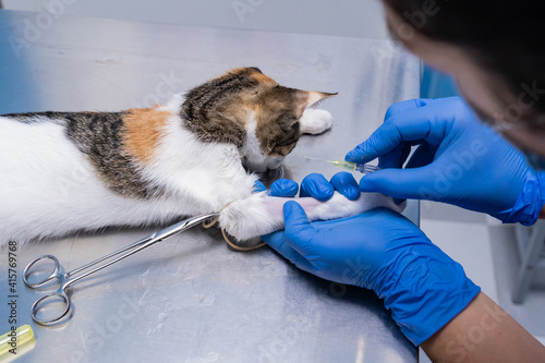Veterinarian placing an intravenous catheter in a sedated