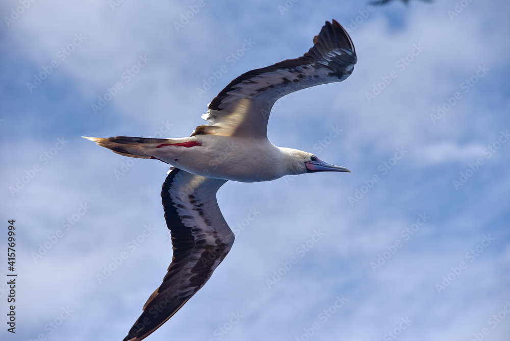 Seabird Masked, Blue-faced Booby (Sula dactylatra) flying over the ocean. Seabird is hunting for flying fish jumping out of the water. Seabird Masked, Blue-faced Booby (Sula dactylatra) flying over the ocean. Seabird is hunting for flying fish jumping out of the water.
