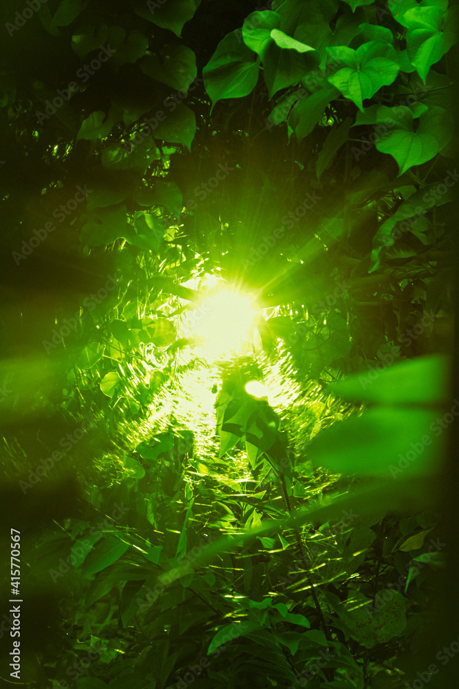 Green forest in the afternoon Green forest in the afternoon