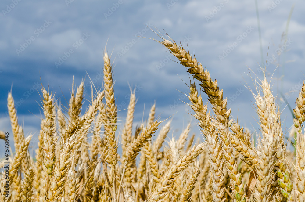 Fototapeta premium Arable land, field of ripe grain. Petrovaradin, Novi Sad, Vojvodina, Serbia. 