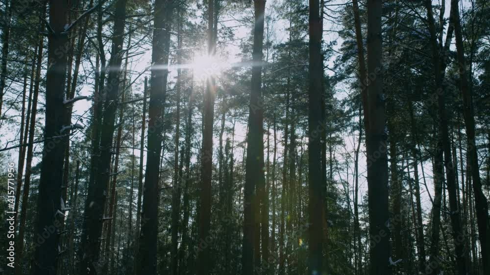 Amazing winter landscape. The sun's rays break through the trees in the coniferous forest during the day Amazing winter landscape. The sun's rays break through the trees in the coniferous forest during the day