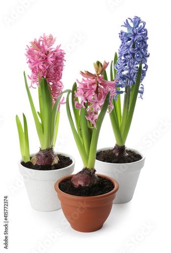 Beautiful potted hyacinth flowers on white background