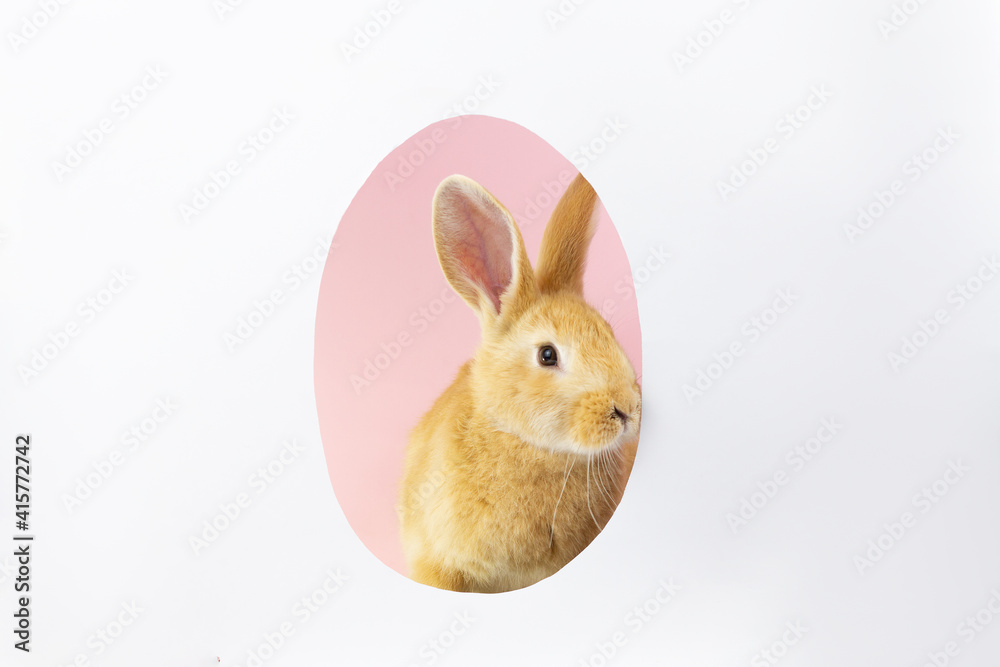 red-haired Easter cute fluffy bunny peeks out of the silhouette of an egg on a pastel pink background. Easter bunny for the religious holiday of spring Easter. Greeting card, close-up, Minimalism.