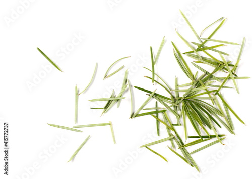 Conifer tree leaves, needles isolated on white background, top view